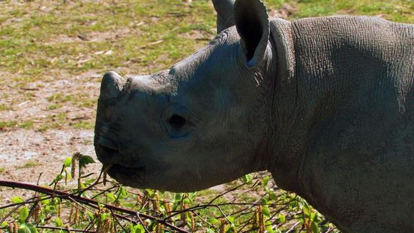 Baby Animals Around the World - Baby Animals Around the World