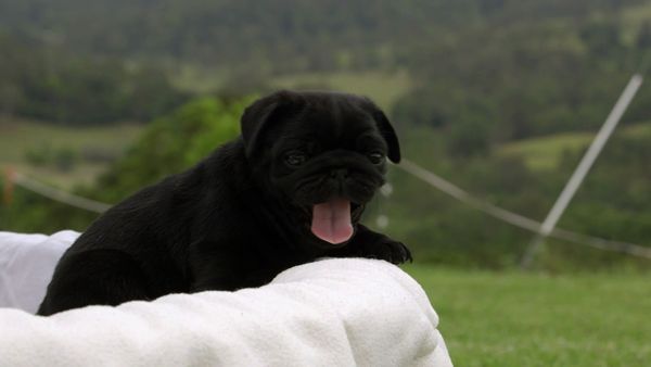 Baby Animals Around the World - Baby Animals Around the World