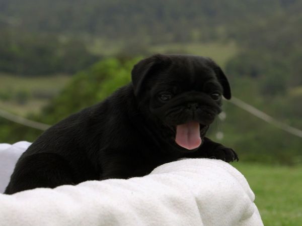 Baby Animals Around the World - Baby Animals Around the World