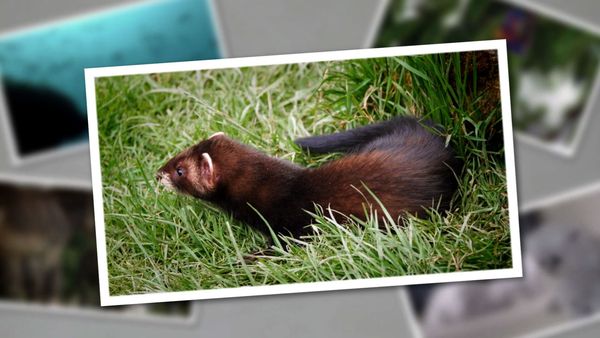 Baby Animals Around the World - Baby Animals Around the World