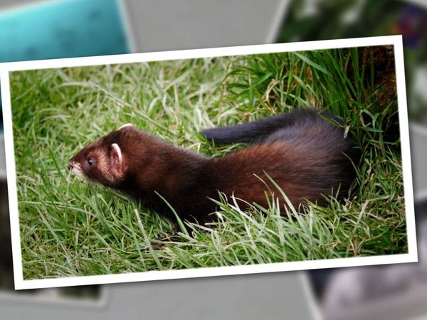 Baby Animals Around the World - Baby Animals Around the World