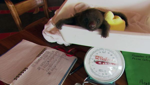 Baby Animals Around the World - Baby Animals Around the World