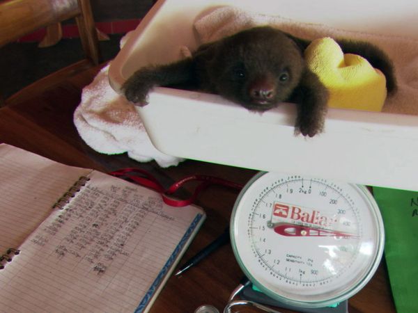 Baby Animals Around the World - Baby Animals Around the World