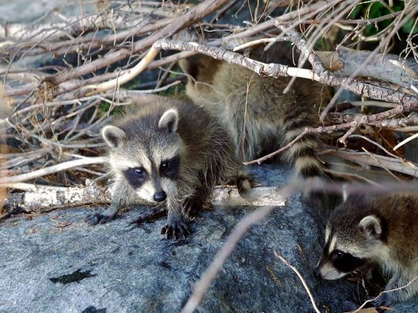 Baby Animals Around the World - Baby Animals Around the World
