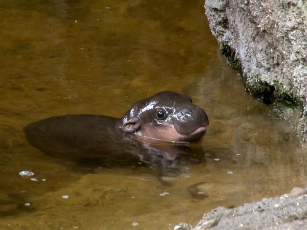 Baby Animals In Our World 2 - Baby Animals In Our World