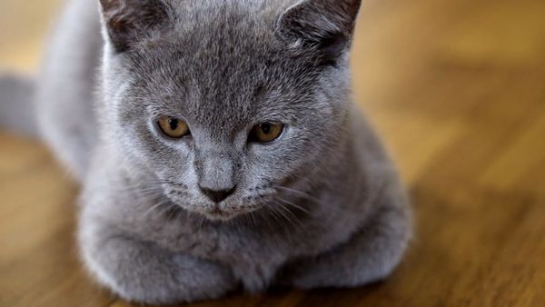 Baby Animals In Our World 2 - Baby Animals In Our World