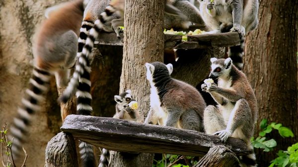 Baby Animals In Our World 2 - Baby Animals In Our World