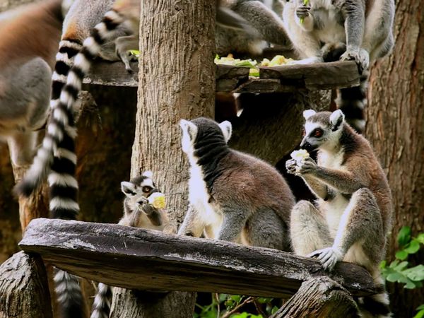 Baby Animals In Our World 2 - Baby Animals In Our World