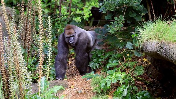 Baby Animals In Our World 2 - Baby Animals In Our World