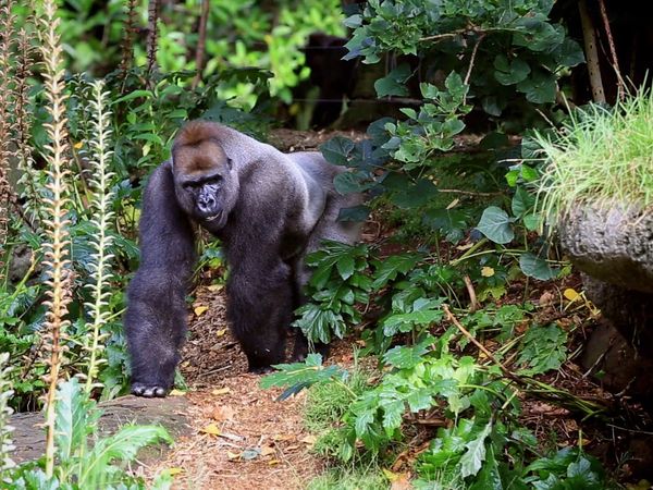 Baby Animals In Our World 2 - Baby Animals In Our World