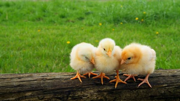 Baby Animals In Our World 2 - Baby Animals In Our World