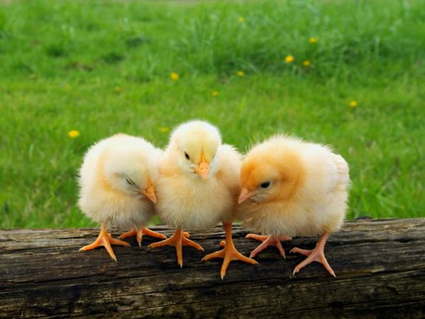 Baby Animals In Our World 2 - Baby Animals In Our World