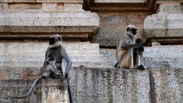 Baby Animals In Our World 2 - Baby Animals In Our World