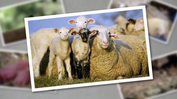 Baby Animals In Our World 2 - Baby Animals In Our World