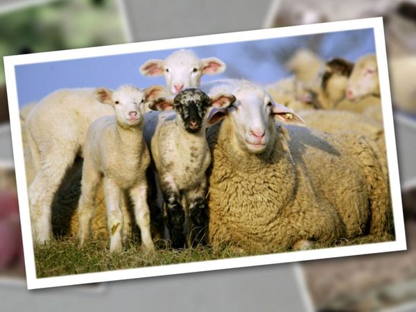 Baby Animals In Our World 2 - Baby Animals In Our World