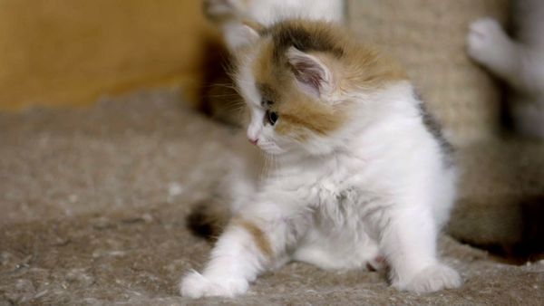 Baby Animals In Our World 2 - Baby Animals In Our World