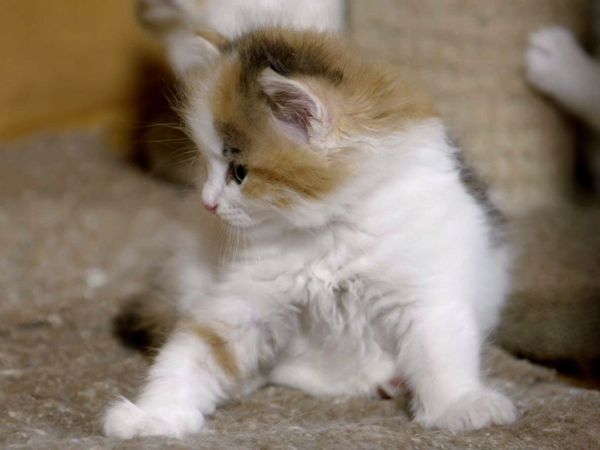 Baby Animals In Our World 2 - Baby Animals In Our World