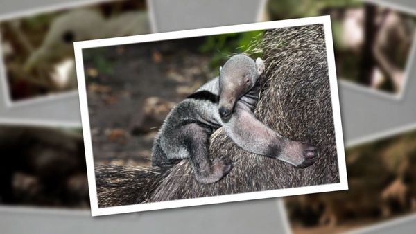 Baby Animals In The Wild - Baby Animals In The Wild