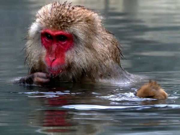 Baby Animals In The Wild - Baby Animals In The Wild