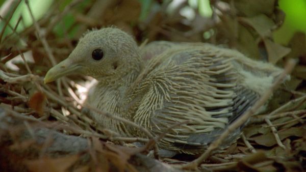 Baby Animals In The Wild - Baby Animals In The Wild