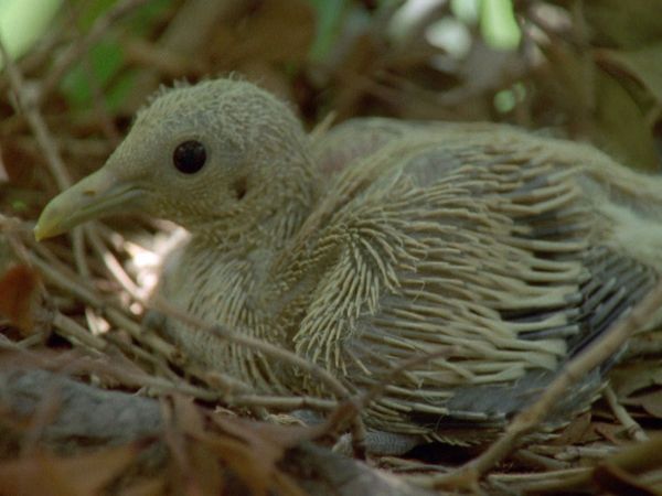 Baby Animals In The Wild - Baby Animals In The Wild