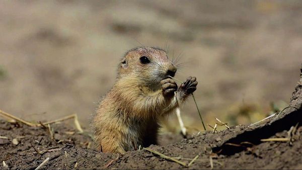 Baby Animals In The Wild - Baby Animals In The Wild