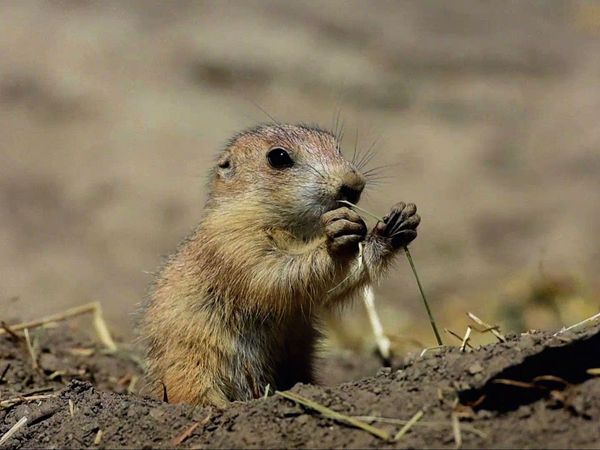 Baby Animals In The Wild - Baby Animals In The Wild