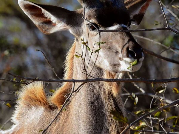 Baby Animals In The Wild - Baby Animals In The Wild