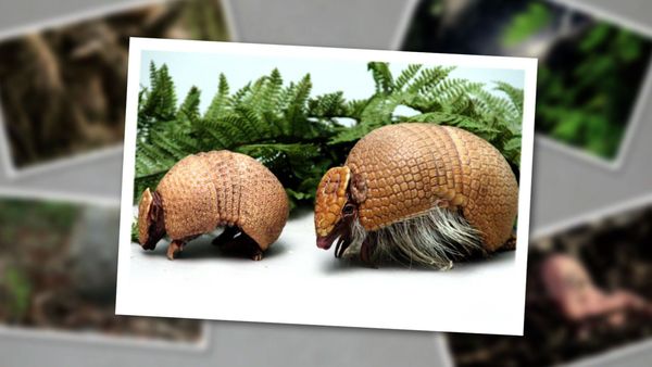 Baby Animals In The Wild - Baby Animals In The Wild