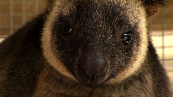 Baby Animals In The Wild - Baby Animals In The Wild
