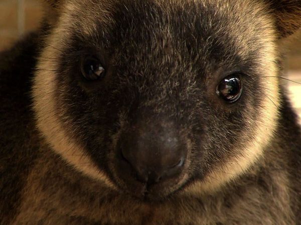 Baby Animals In The Wild - Baby Animals In The Wild