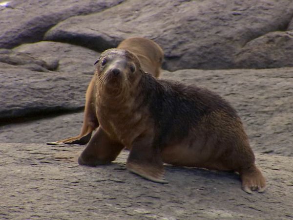 Baby Animals and Friends - More Winter Babies