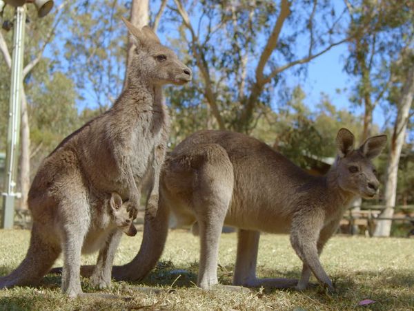 Baby Animals and Friends - Summer Babies