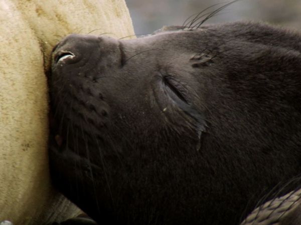 Baby Animals Around the World - Baby Animals from Polar Regions