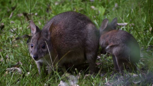 Baby Animals Around the World - Baby Animals from Australia and New Zealand
