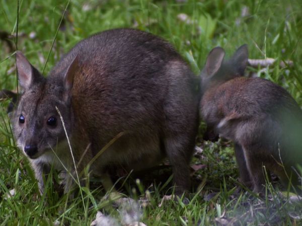 Baby Animals Around the World - Baby Animals from Australia and New Zealand