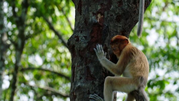 Baby Animals Around the World - Baby Animals from Southeast Asia
