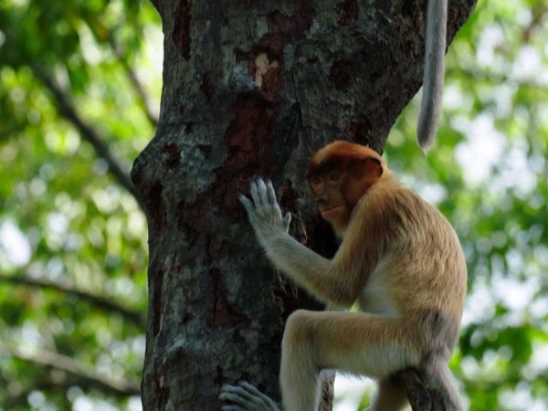 Baby Animals Around the World - Baby Animals from Southeast Asia