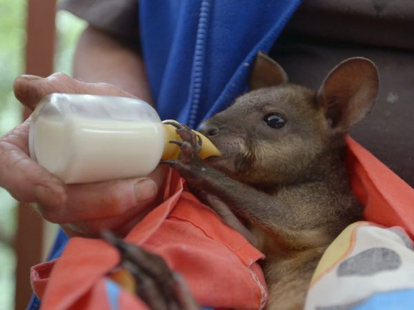 Baby Animals and Friends - More Summer Babies
