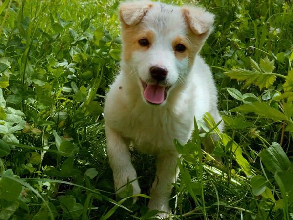 Baby Animals and Friends - Spring Babies