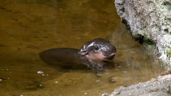 Baby Animals In Our World 2 - More Zoo Babies