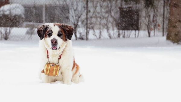 Baby Animals Around the World - Baby Animals from Europe