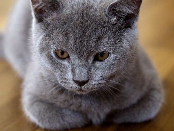 Baby Animals In Our World 2 - More Pet Babies