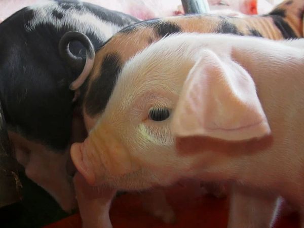 Baby Animals In Our World 2 - More Farm Babies