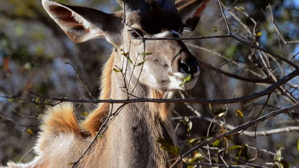 Baby Animals In The Wild - African Savanna Babies
