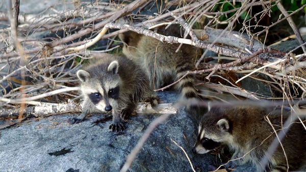 Baby Animals Around the World - Baby Animals from North America