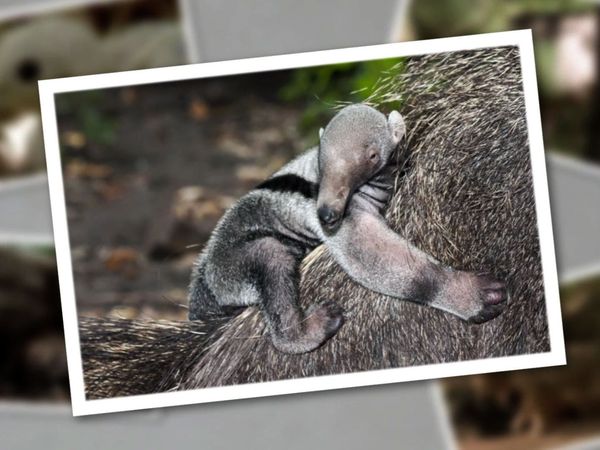 Baby Animals In The Wild - Jungle Babies