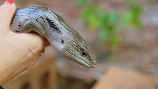 Snake Boss - Snake Boss (DRG)