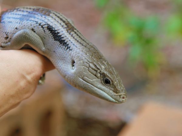 Snake Boss - Snake Boss (DRG)