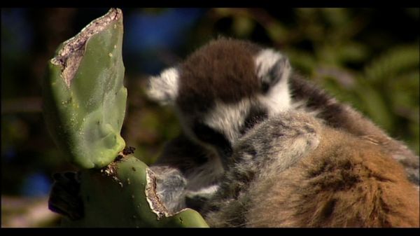 Lemur Street - Lemur Street